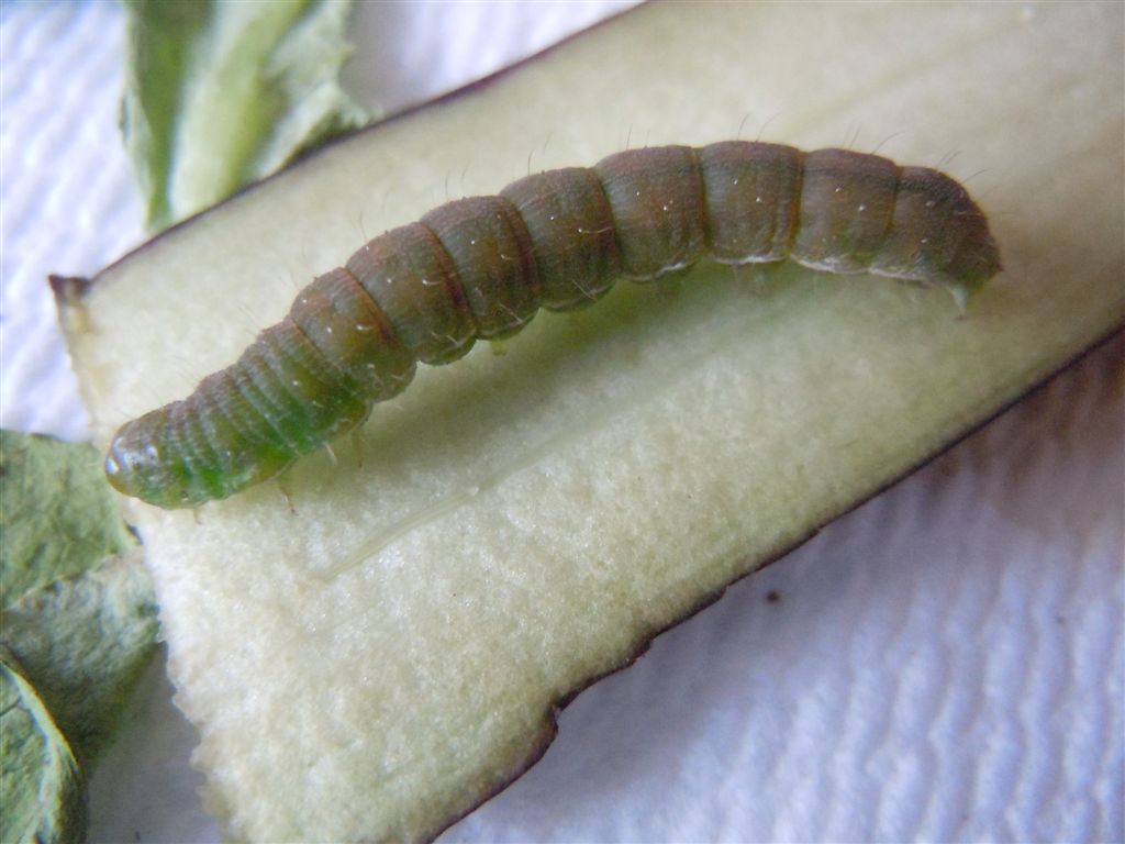 Bruco su fiori di zucchine